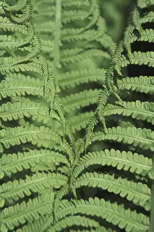 Green Leaf Structure Impressions: Fern