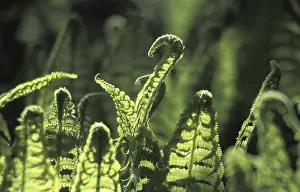 Spring Nature Photography Impressions: Fern leaf