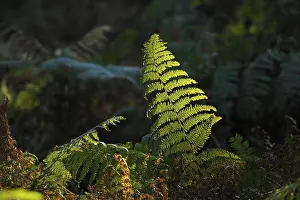 Backlit Ferns Impressions: Ferns against the light