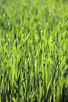 Springtime Agricultural Crop Impressions: Field of corn in spring, background, texture