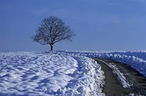 Deserted Country Lane Impressions: Field path with bare tree in winter