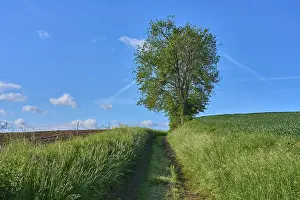 Springtime In Bavaria Germany Impressions: Field path with cherry tree in spring