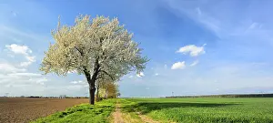 Country Lane Photography Impressions: Field path through fields in spring