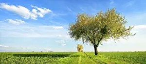 Deciduous Tree In Bloom Impressions: Field path through green fields