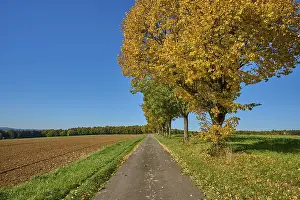 Bavaria Autumn Landscape Impressions: Field path, maple tree, tree row
