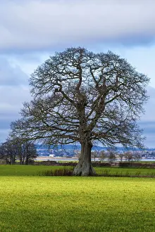 English Village Landscape Impressions: Fields, meadows and old oak tree
