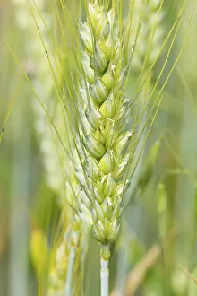 Agricultural Crops Impressions: Fields with ripe rye