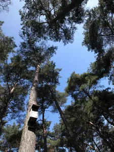 Germany Nature Scene Impressions: Fir tree