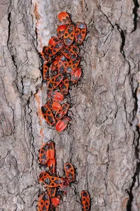 True Bug Insect Impressions: Fire bugs