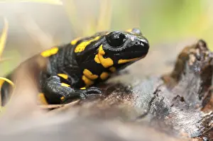 Salamandra Salamandra Impressions: Fire salamanders, fire salamanders