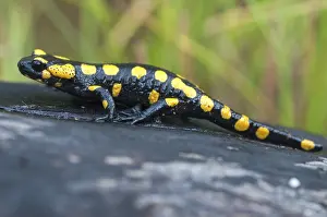 Salamandra Salamandra Impressions: Fire salamanders, fire salamanders