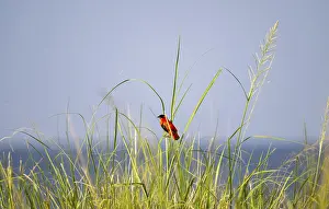Murchison Falls National Park Impressions: Fire weaver (Euplectes franciscanus)