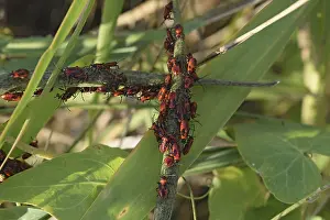 Wildlife Macro Photography Impressions: Firebugs mating and walking backwards
