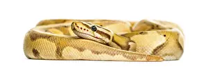 Studio Shot Reptile Impressions: Firefly python, isolated on white