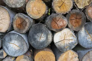 Firewood Stack Impressions: Firewood stack