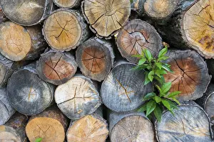 Firewood Stack Impressions: Firewood stack