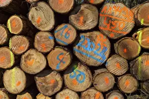 Firewood Stack Impressions: Firewood Stack with Colored Markers