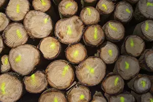 Firewood Stack Impressions: Firewood Stack with Colored Markers