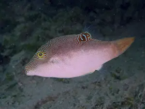 Images datées du 2 août 2024: Peters pufferfish print