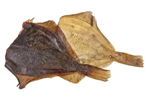 Deserted Studio Background Impressions: Fish on an isolated studio background