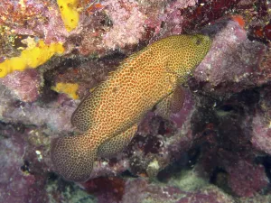 Impressions de Un poisson avec un motif de écailles brune-rougeâtre, le cichlid joyau sanglant (Cephalopholis cruentata), en gros plan dans un récif corallien Cichlidés Impressions: Un poisson avec un motif de écailles brune-rougeâtre.
