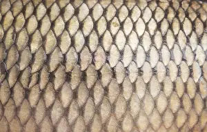 Construction Site Images Impressions: Fish scale background
