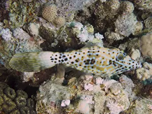 Coral Reef Fish Impressions: A fish with a spotted pattern, the script filefish (Aluterus scriptus)