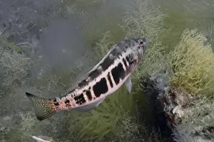 Atlantic Ocean Wildlife Impressions: A fish with a striking pattern