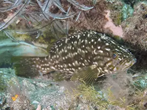 Spanish Underwater World Impressions: A fish with a white spotted pattern