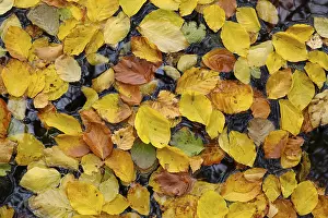 Deserted River Scene Germany Impressions: Floating beech leaves in the river Ecker