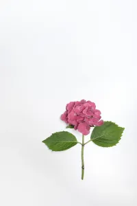 Hydrangeaceae Family Impressions: Flower of a Bigleaf Hydrangea (Hydrangea macrophylla)