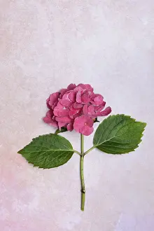 Hydrangeaceae Family Impressions: Flower of a Bigleaf Hydrangea (Hydrangea macrophylla)