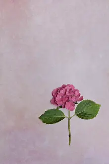 German Botany Impressions: Flower of a Bigleaf Hydrangea (Hydrangea macrophylla)
