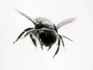 Pterygote Insect Portraits Impressions: Fly