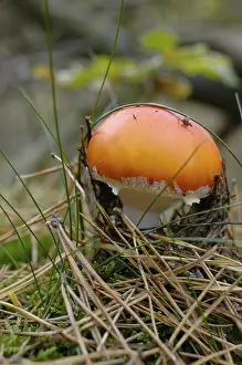 Fly Agaric Impressions: Fly agaric