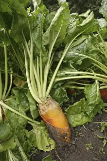 Red Beet Root Impressions: Fodder beet or beetroot (Beta vulgaris subsp)