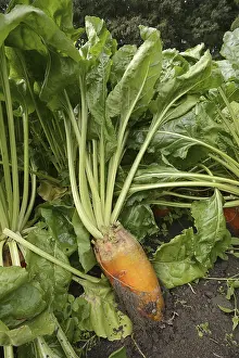 Central Europe Impressions: Fodder beet or beetroot (Beta vulgaris subsp)