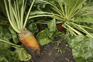 Beta Vulgaris Subsp Impressions: Fodder beet or beetroot (Beta vulgaris subsp)