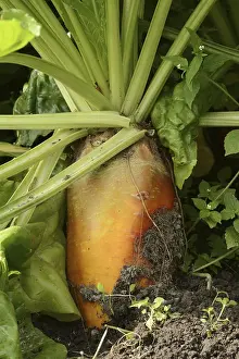 Beta Vulgaris Subsp Impressions: Fodder beet or beetroot (Beta vulgaris subsp)