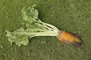 Beetroot Cultivation Impressions: Fodder beet or beetroot (Beta vulgaris subsp)