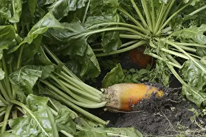 Caryophyllales Order Impressions: Fodder beet or beetroot (Beta vulgaris subsp)