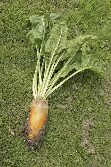 Beta Vulgaris Subsp Impressions: Fodder beet or beetroot (Beta vulgaris subsp)