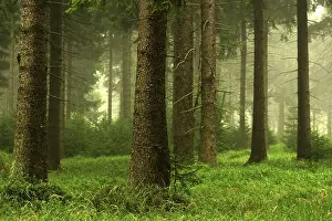 Mixed Forest Scenery Impressions: Forest