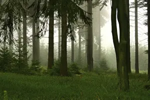 Forest Management Practices Impressions: Forest