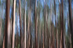 Blurred Forest Scenery Impressions: Forest, impression, alienation
