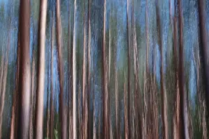 Long Exposure Forest Scene Impressions: Forest, impression, alienation