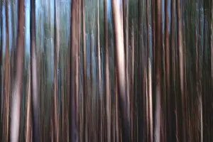 Long Exposure Nature Shots Impressions: Forest, impression, alienation