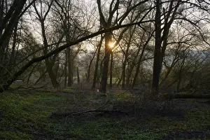 Southern Germany Forest Scenery Impressions: Forest landscape at sunset, diffuse light through bare branches