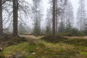 Nature Conservation Area Europe Impressions: Forest at the Oderteich in the Nebel