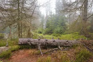 German National Park Scenery Impressions: Forest at the Oderteich in the Nebel